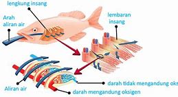 Labirin Adalah Alat Bantu Pernapasan Pada Ikan